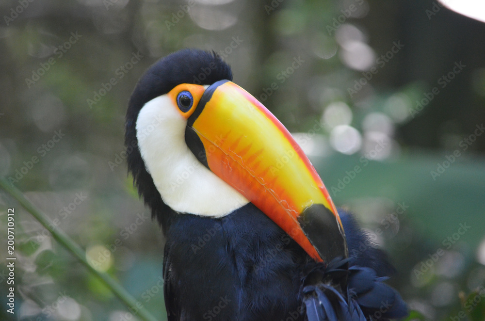 Obraz premium A Toco Toucan, in the Parque das Aves at Iguazu Falls, Brazil