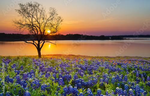 Beautiful Texas spring sunset over a lake. Blooming bluebonnet wildflower field and a lonely tree silhouette. 