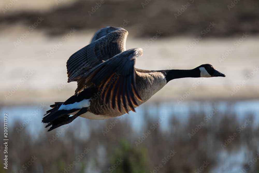 E canada goose hotsell