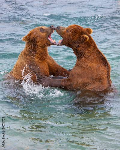 Mouth to Mouth - Grizzlies in  Alaska