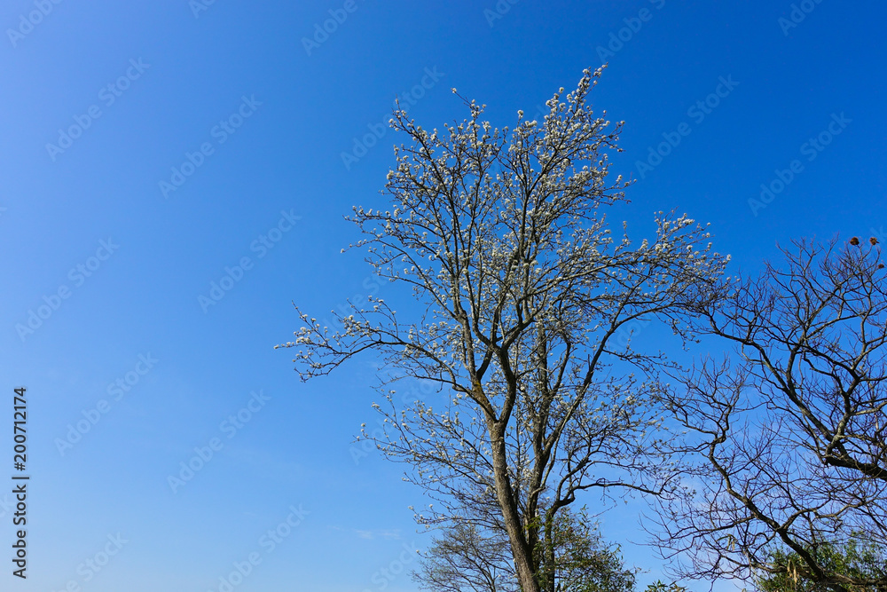 大きくなった梨の木