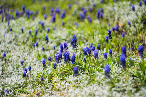 Wild hyacinth flowers photo