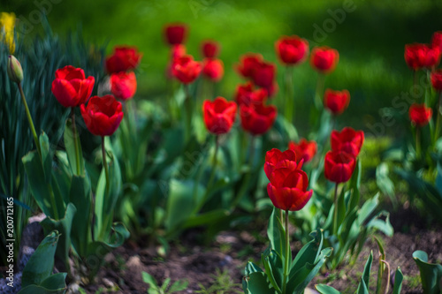 Red tulips in a garden
