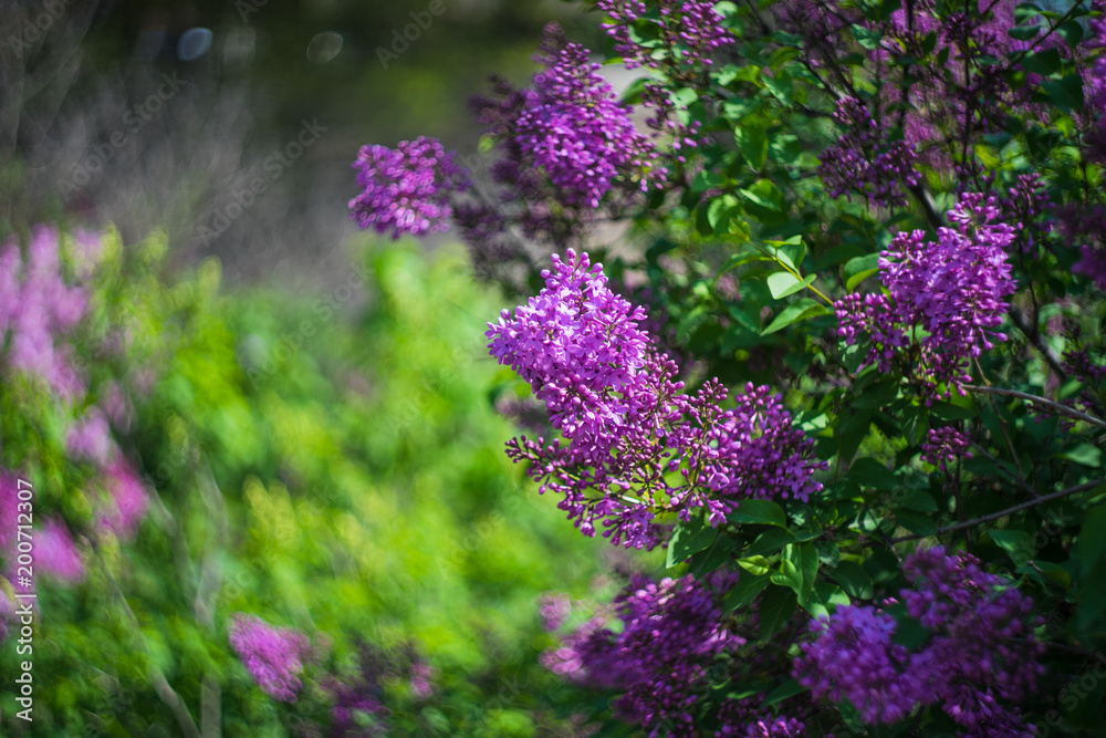 Obraz premium Blooming lilac bush
