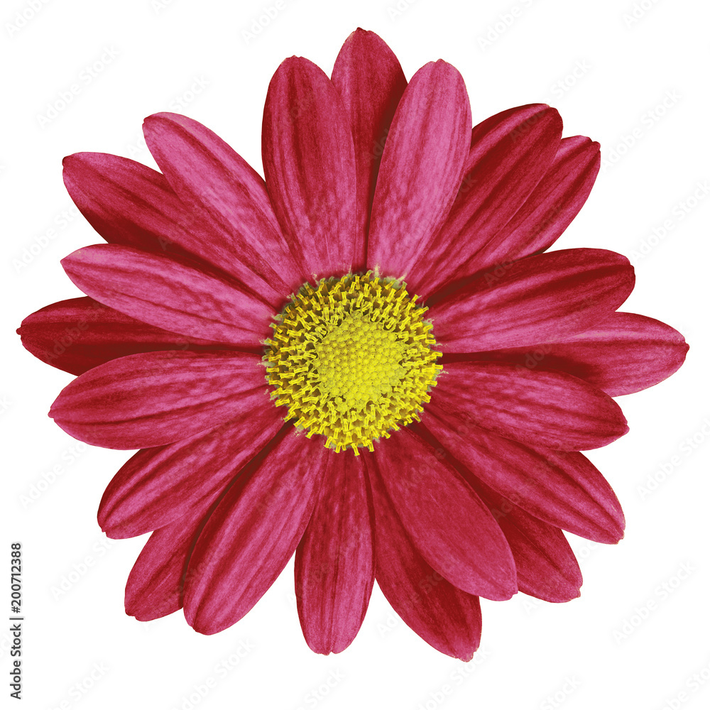 Garden flower dark red yellow daisy isolated on white background. Close-up. Macro. Element of design.