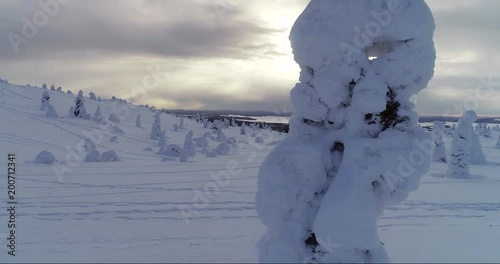 Snowy trees, Cinema 4k aerial view around a snow covered pine tree, revealing a winter wonderland above a fjeld mountain fell, on a cold cloudy day, in Riisitunturi national park, Lapland, Finland