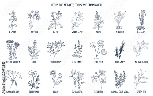 Best medicinal herbs for memory, focus and brain work