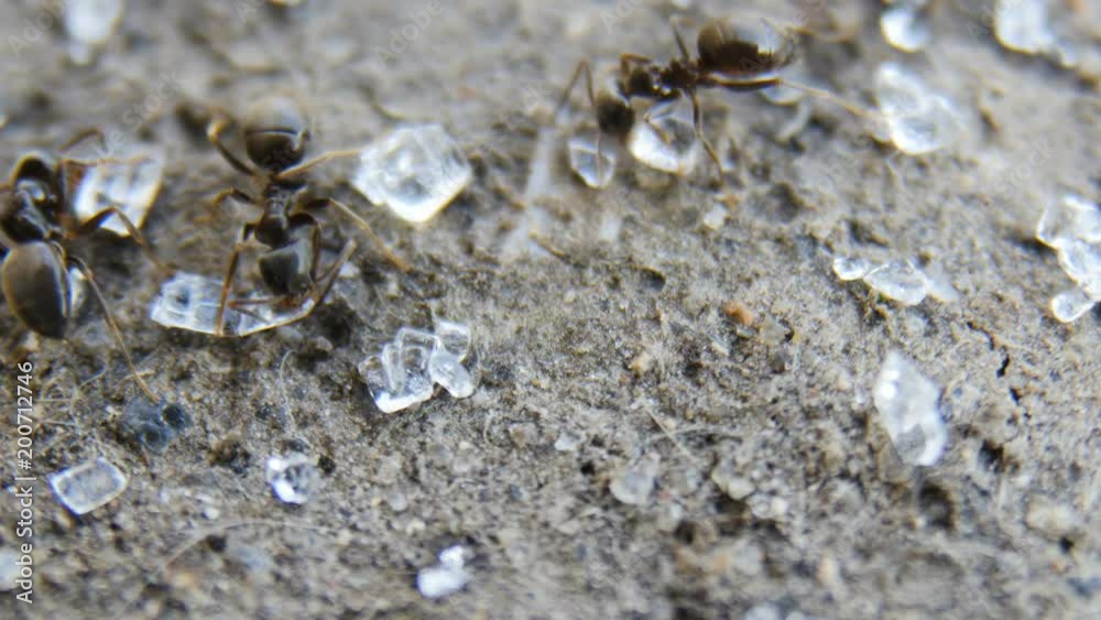 Ants collect sugar Ants collect sugar