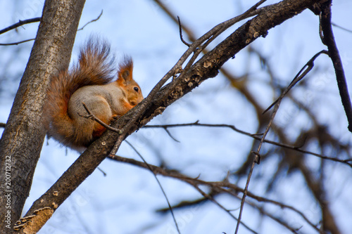 Red euroasian squirrel on the branch. Curious squirrel in the Autumn park.