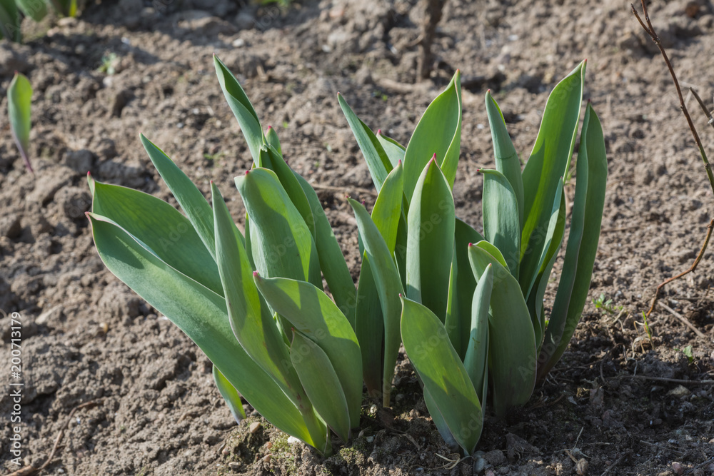 Saplings of flowers Tulip Saplings of flowers Tulip