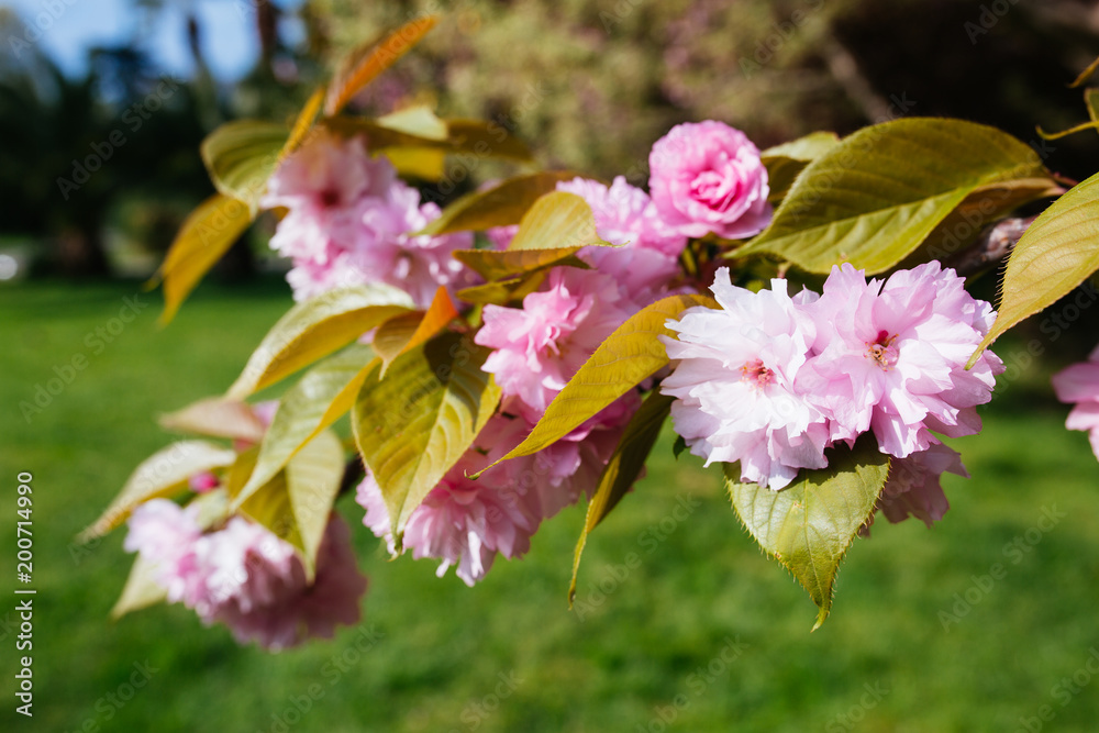 Obraz premium Japanese cherry. Sakura