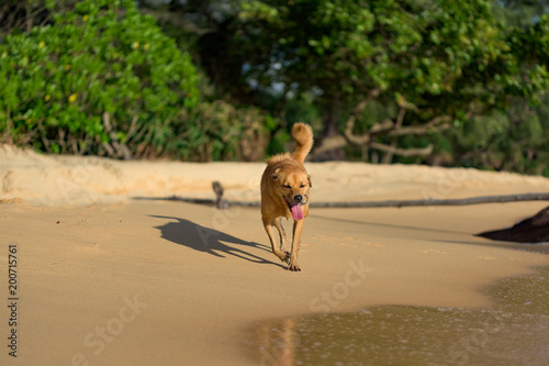 Golden hair dog running on the Lazy Beach shore in the glory of the sunset. 