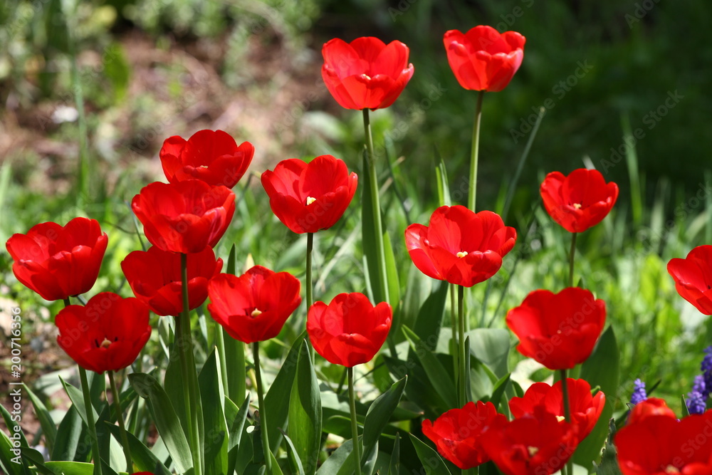 Tulips. Unique colors red and yellow tulips on sunlight. Tulip wallpaper background. Tulip flowers texture. Floral pattern. No sharpen. Tulips. Unique colors red and yellow tulips on sunlight. Tulip wallpaper background. Tulip flowers texture. Floral pattern. No sharpen.