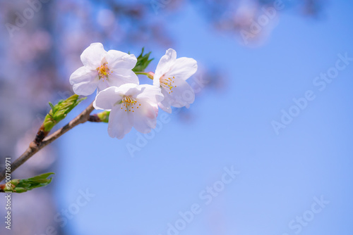 桜 サクラ