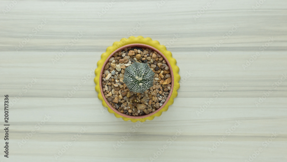 The cactus on white wood table flat lay image close up . The cactus on white wood table flat lay image close up .