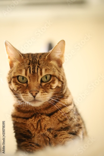Beautiful bengal cat © ramund88