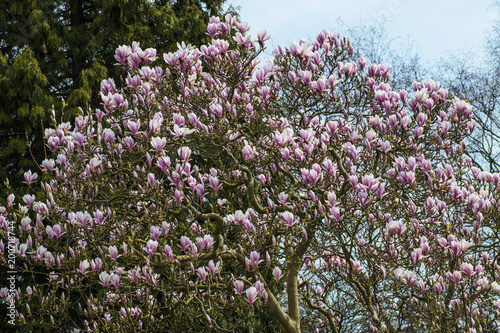 Beautiful pink magnolia flowers on a tree in spring sunshine - a fine poster or print for home or office