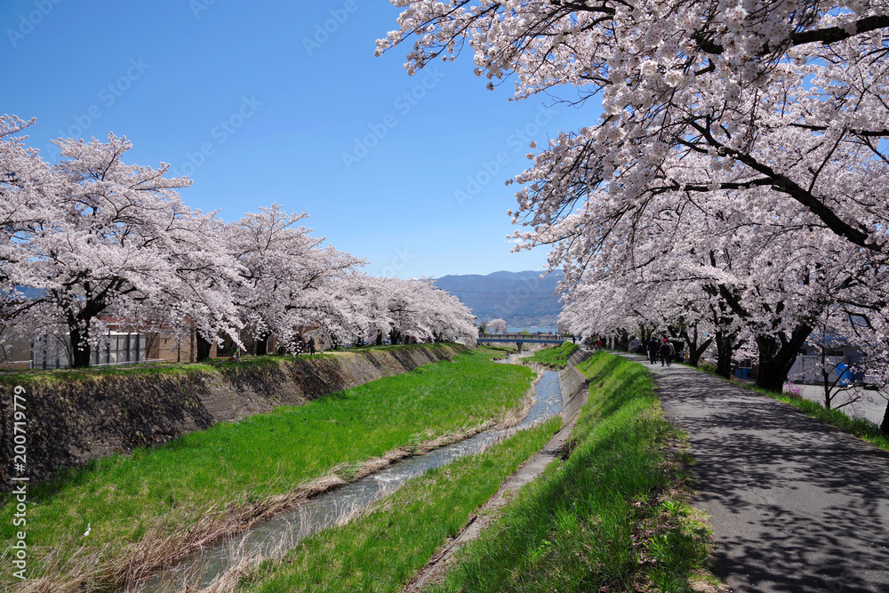 川沿いの桜並木