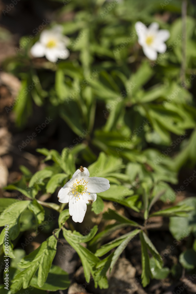 Anemone white flower growing in nature. Anemone white flower growing in nature.