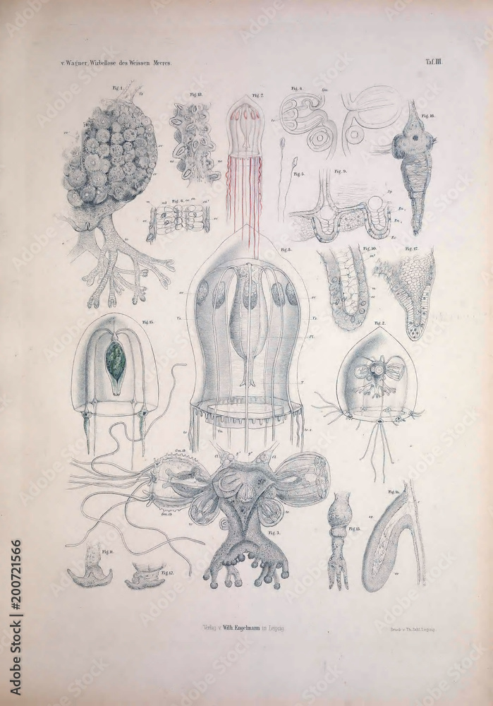 Naklejka premium Ilustracja zwierzęcia