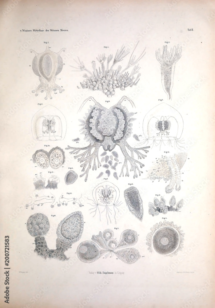 Fototapeta premium Illustration of animal