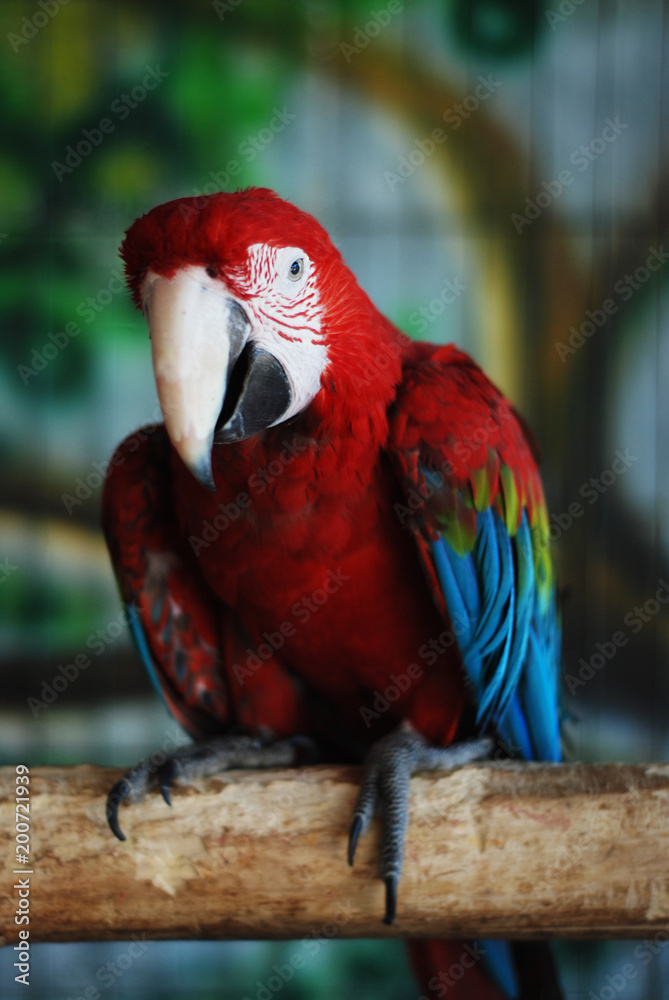 Naklejka premium Colorful Parrot - Red Blue Orange Macaw at the Zoo over Bars