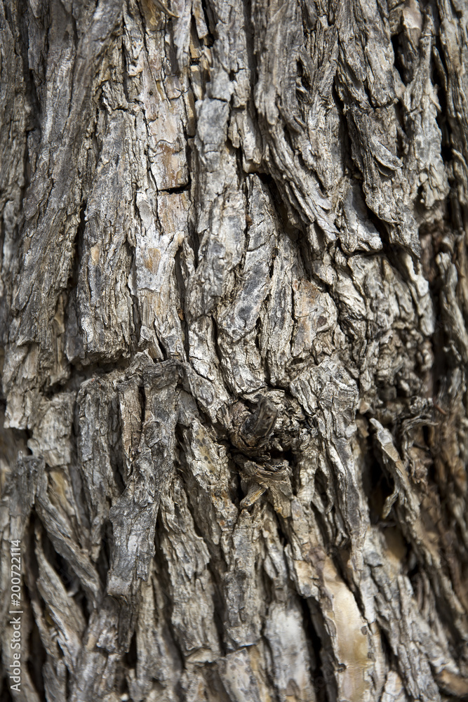 Old tree trunk Old tree trunk