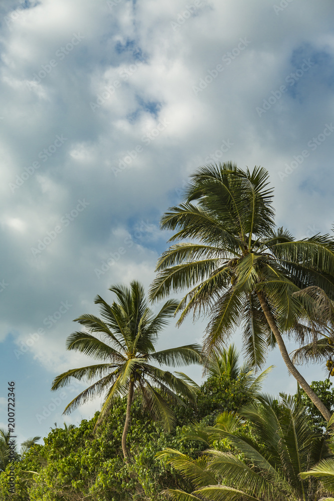 Palms on Mirissa beach in Sri Lanka