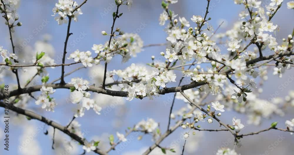 Cherry tree flowers blooming in spring Cherry tree flowers blooming in spring