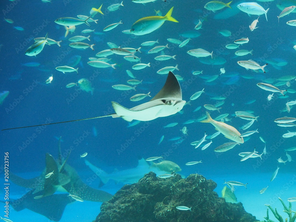 Fototapeta premium 水族館