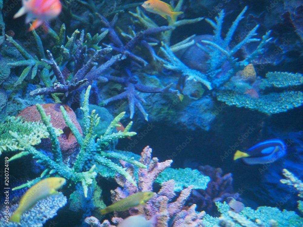 Obraz premium 水族館