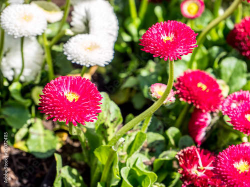 weiße und rosa Bellis