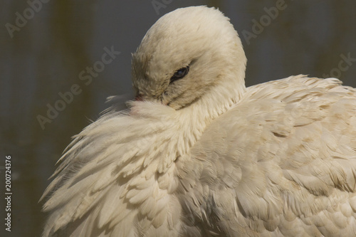 Portrait of a Stork