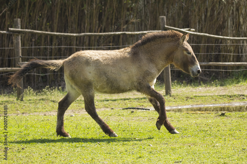 Double pony galops Double pony galops