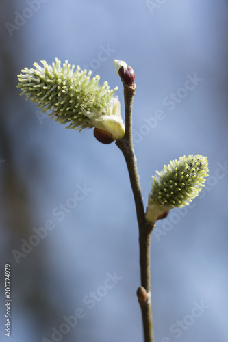Wallpaper Mural Flower of willow willows in spring. Torontodigital.ca