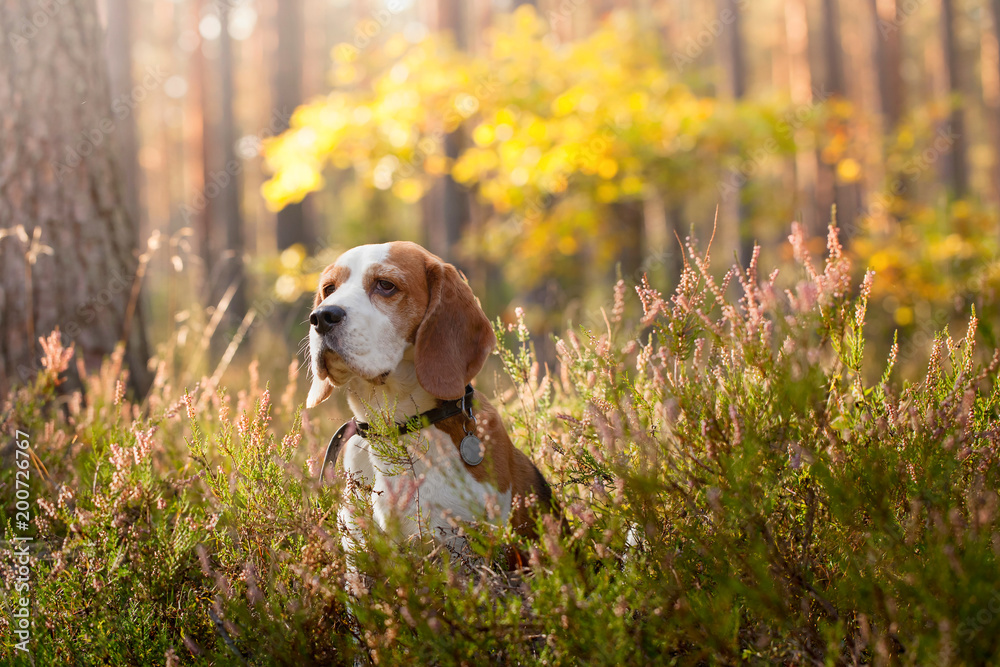Beagle in the thickets of Heather in a pine forest.