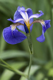 Beachhead iris (Iris setosa). Known also as Bristle-pointed iris.