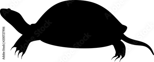 Black silhouette of European pond turtle