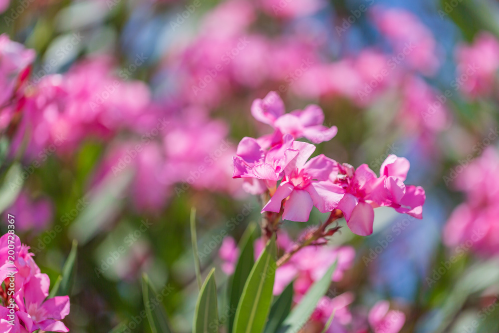 Pink flowers of oleander near the sea Pink flowers of oleander near the sea