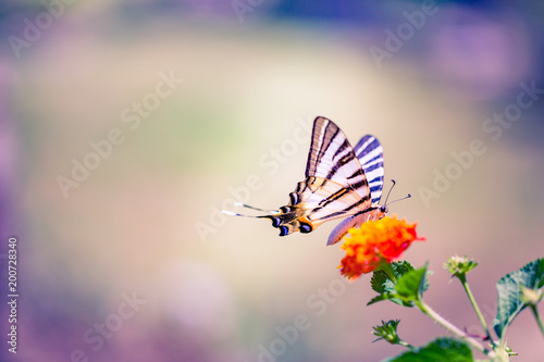 Closeup nature view of summer meadow and beautiful butterfly © icemanphotos
