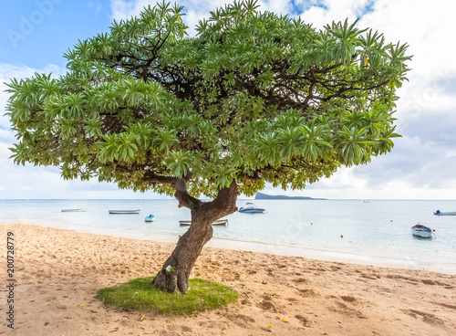 arbre sur plage de Maurice, veloutier, Tournefortia argentea photo