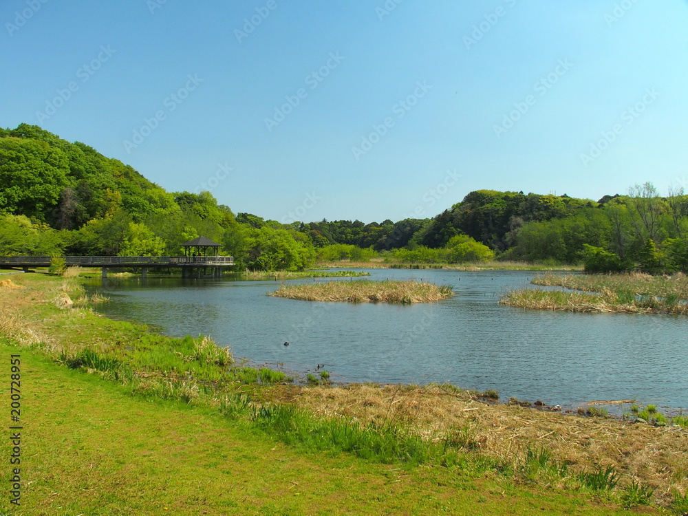 朝の池のある公園風景