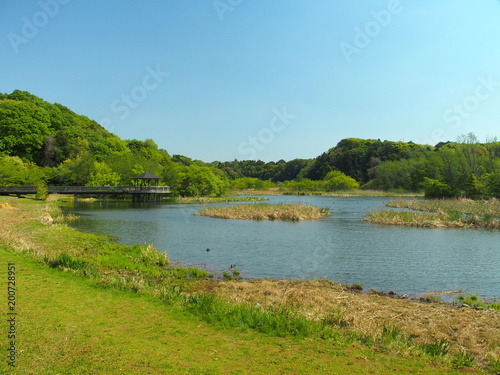 朝の池のある公園風景