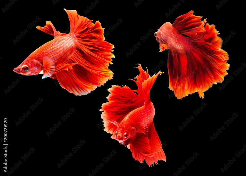 Beta fish Beta fish