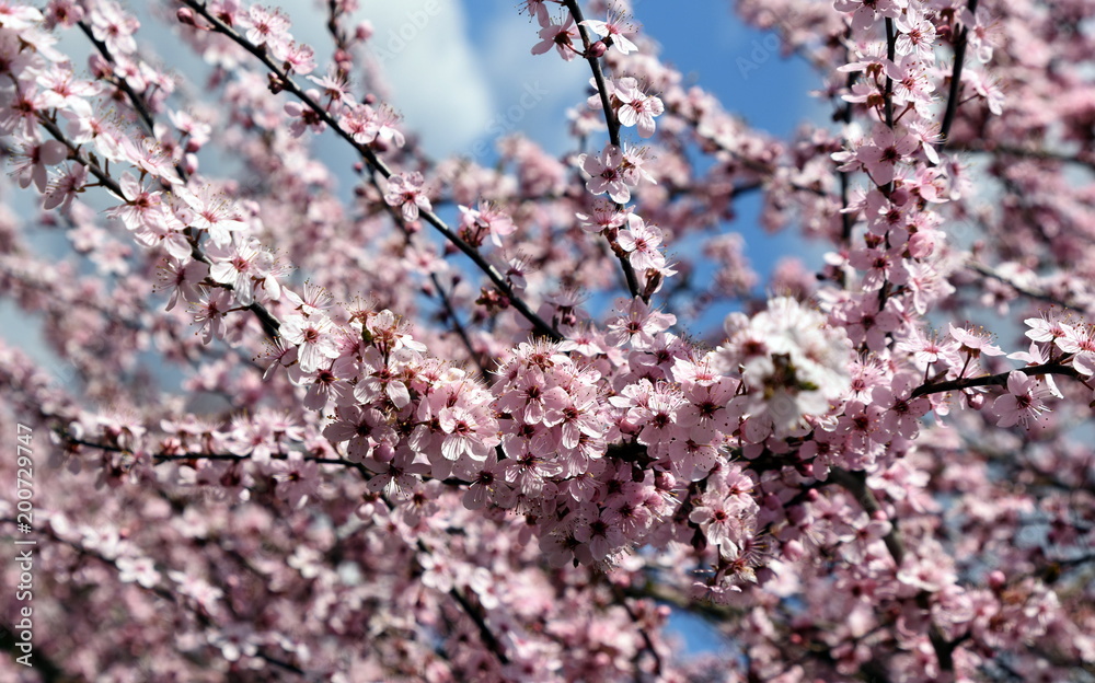 Obraz premium Blühende Zierkirsche im Frühling