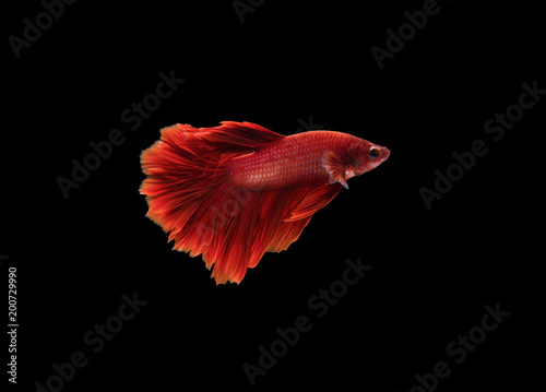 Photography Betta fish