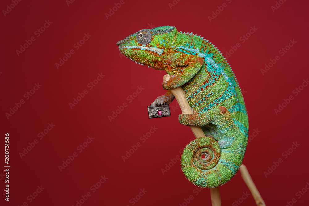 Fototapeta premium alive chameleon reptile