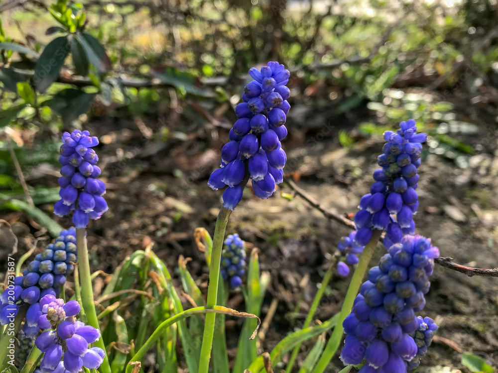 Blau blühende Traubenhyazinthen Blau blühende Traubenhyazinthen