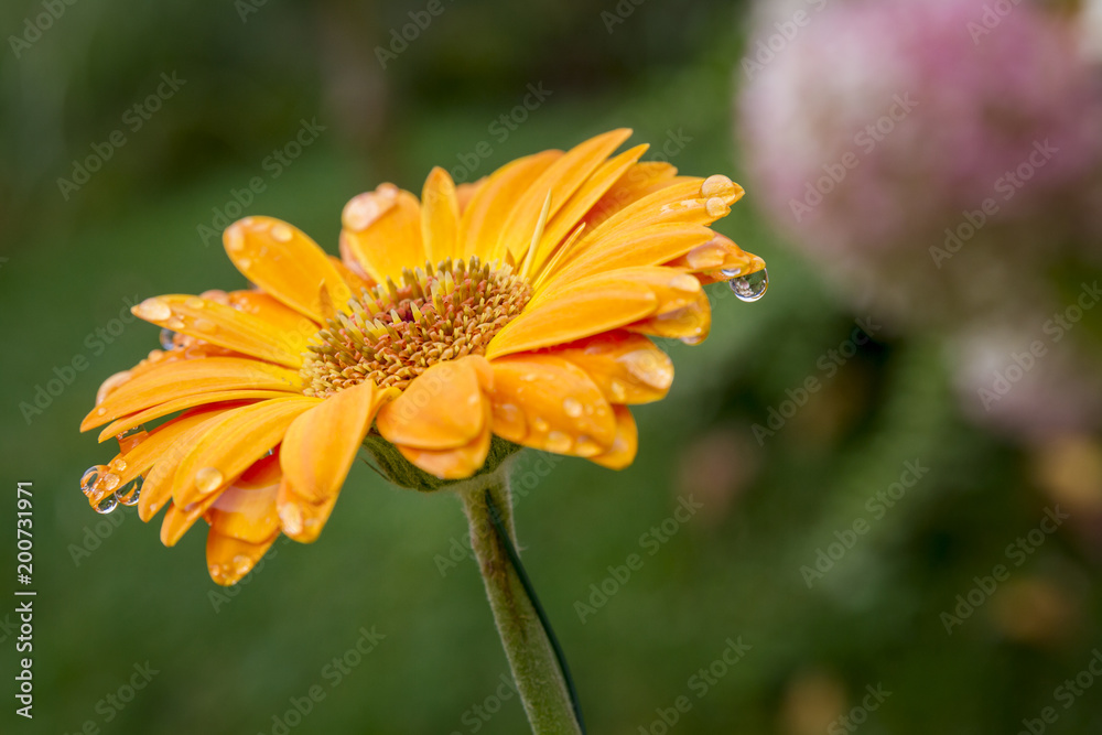 Obraz premium Gerbera orange après la pluie
