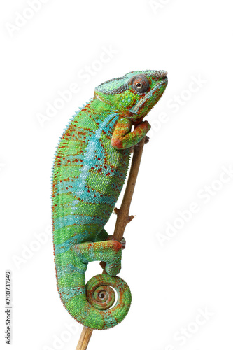 alive chameleon reptile